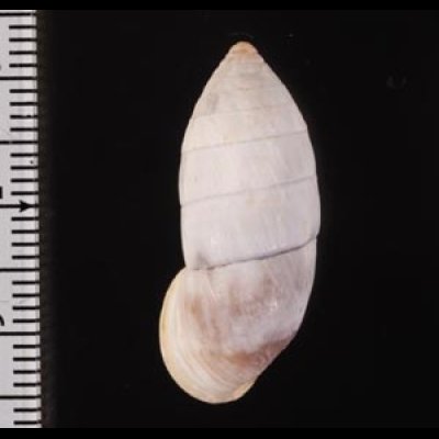 サンタマリアオオタワラ Cerion sanctamariaefig.2