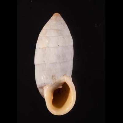 サンタマリアオオタワラ Cerion sanctamariaefig.1