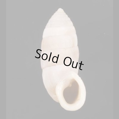 画像1: サンタマリアオオタワラ