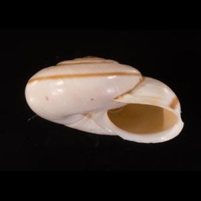 バルデンスヒトスジヒラバマイマイ (仮称) Chilostoma cingulatum baldensefig.2