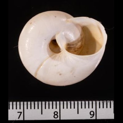 バルデンスヒトスジヒラバマイマイ (仮称) Chilostoma cingulatum baldensefig.3