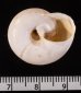 バルデンスヒトスジヒラバマイマイ (仮称) Chilostoma cingulatum baldensefig.3