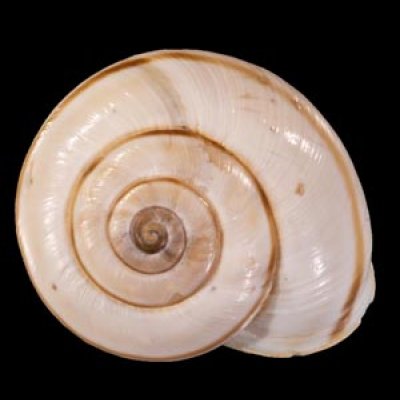 バルデンスヒトスジヒラバマイマイ (仮称) Chilostoma cingulatum baldensefig.1