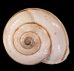 バルデンスヒトスジヒラバマイマイ (仮称) Chilostoma cingulatum baldensefig.1