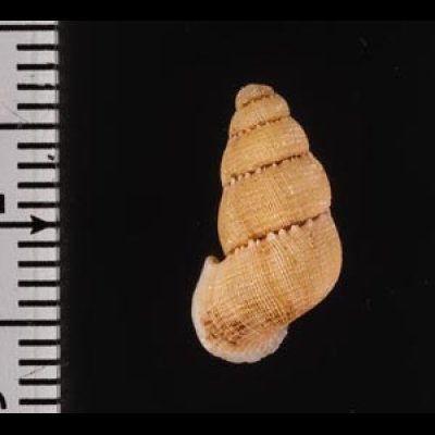 アグアディヤクチヒレ (仮称) Licina aguadillensisfig.2