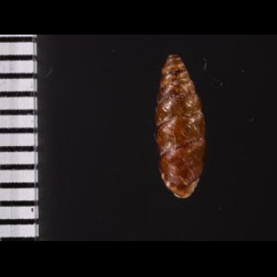 カラスムギサナギガイ Chondrina avenaceafig.2