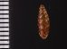 カラスムギサナギガイ Chondrina avenaceafig.2