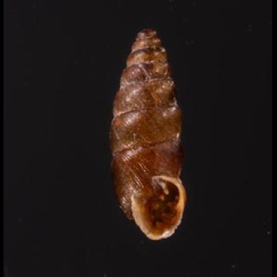 カラスムギサナギガイ Chondrina avenaceafig.1