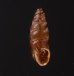 カラスムギサナギガイ Chondrina avenaceafig.1