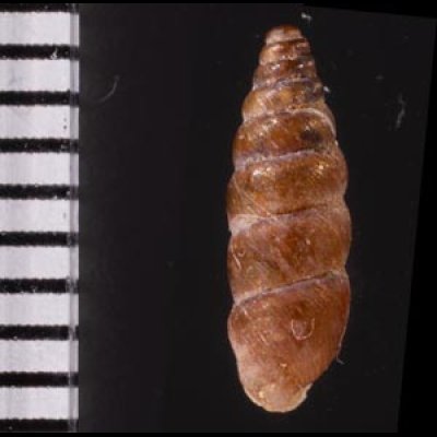 カラスムギサナギガイ Chondrina avenaceafig.2