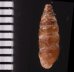 カラスムギサナギガイ Chondrina avenaceafig.2