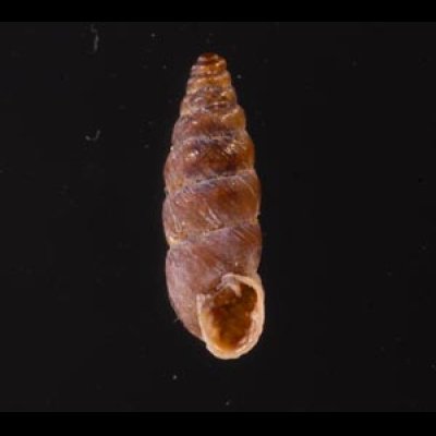 カラスムギサナギガイ Chondrina avenaceafig.1