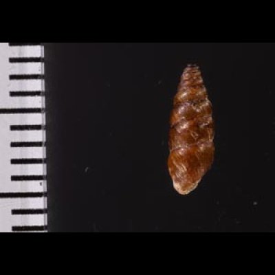 カラスムギサナギガイ Chondrina avenaceafig.2