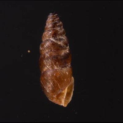 カラスムギサナギガイ Chondrina avenaceafig.3