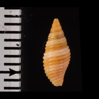 オースチンフデ Pseudonebularia atjehensisfig.2