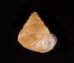 キューバマメキサゴ (仮称) Eutrochatella fusculafig.1