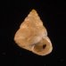 キューバマメキサゴ (仮称) Eutrochatella fusculafig.1