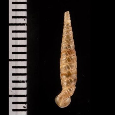 イトカケグアテマラパイプガイ (仮称) Brachypodella subtilis pulchellafig.2