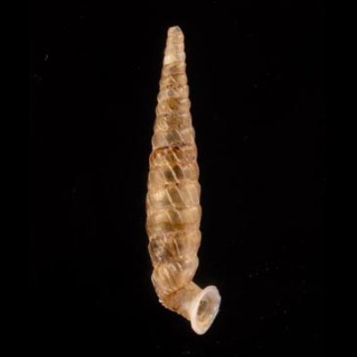 イトカケグアテマラパイプガイ (仮称) Brachypodella subtilis pulchellafig.3