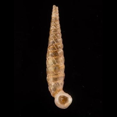 イトカケグアテマラパイプガイ (仮称) Brachypodella subtilis pulchellafig.1