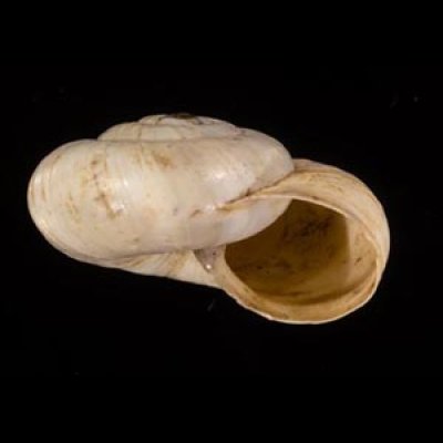 デルベントマイマイの一種 Xeropicta derbentina gyroidesfig.2