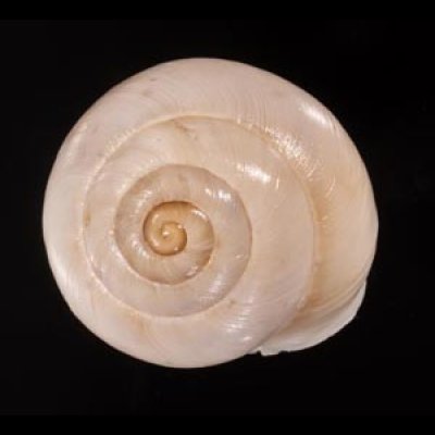 タマウォールコマイマイ (仮称) Murella platychela sicanafig.2