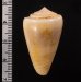 ネッタイイモ Conus lischkeanus tropicensisfig.2