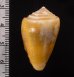 ネッタイイモ Conus lischkeanus tropicensisfig.2