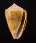 ネッタイイモ Conus lischkeanus tropicensisfig.1