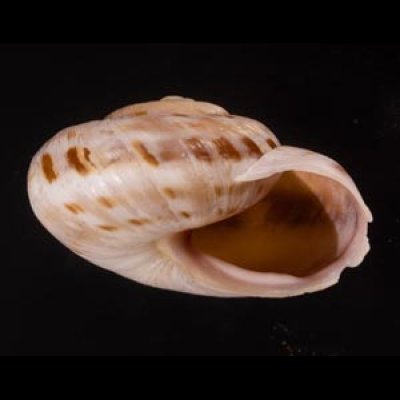 ニキコマイマイ (仮称) Macularia niciensisfig.2