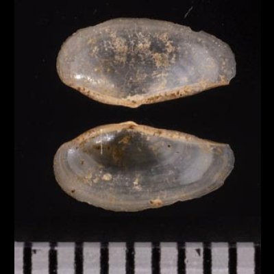 ゴルドンソデガイ cf. Saccella  cf. gordonisfig.2