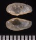 ゴルドンソデガイ cf. Saccella  cf. gordonisfig.2
