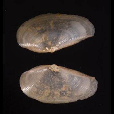 ゴルドンソデガイ cf. Saccella  cf. gordonisfig.1