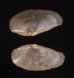 ゴルドンソデガイ cf. Saccella  cf. gordonisfig.1
