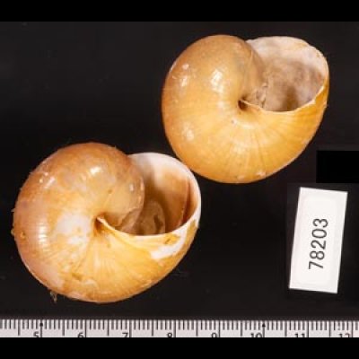 シダリスメダママイマイ (仮称) Asperitas cidarisfig.2