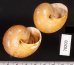 シダリスメダママイマイ (仮称) Asperitas cidarisfig.2