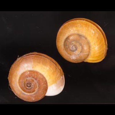 シダリスメダママイマイ (仮称) Asperitas cidarisfig.1