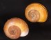 シダリスメダママイマイ (仮称) Asperitas cidarisfig.1