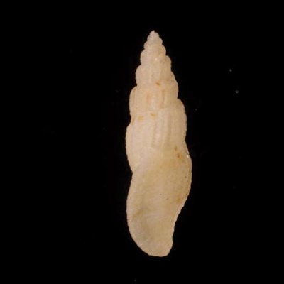 チャオビイトカケコトツブの仲間? 未詳 Gingicithara sp.fig.3