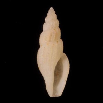 チャオビイトカケコトツブの仲間? 未詳 Gingicithara sp.fig.1