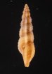 カバイロケボリクチキレツブ (仮称) Pseudorhaphitoma chocolatafig.3
