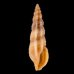 カバイロケボリクチキレツブ (仮称) Pseudorhaphitoma chocolatafig.1