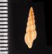 カバイロケボリクチキレツブ (仮称) Pseudorhaphitoma chocolatafig.2