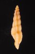 カバイロケボリクチキレツブ (仮称) Pseudorhaphitoma chocolatafig.3