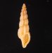 カバイロケボリクチキレツブ (仮称) Pseudorhaphitoma chocolatafig.1