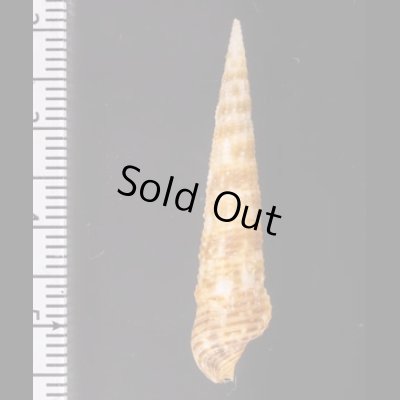 キリカニモリ Cerithium matukensefig.2