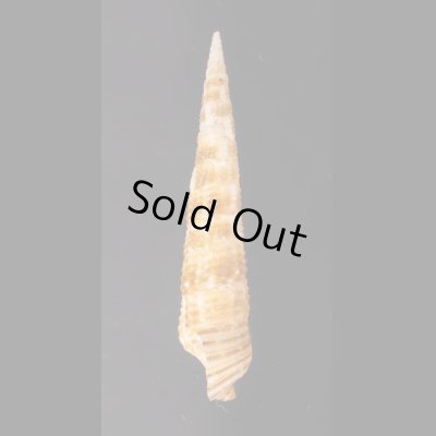 キリカニモリ Cerithium matukensefig.3