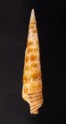 キリカニモリ Cerithium matukensefig.3