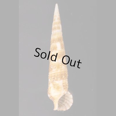 キリカニモリ Cerithium matukensefig.1