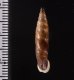 コロンビアクチコブギセル cf. Cyclonenia cf.cyclostomafig.2